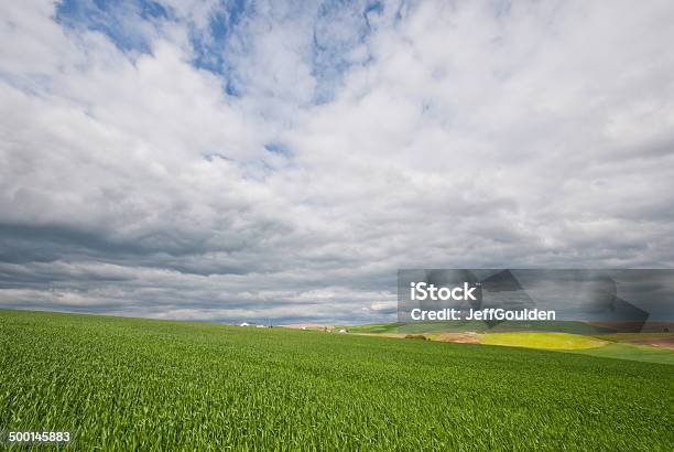 Палаус Wheatfield — стоковые фотографии и другие картинки Зерновые - Зерновые, США, Palouse Hills