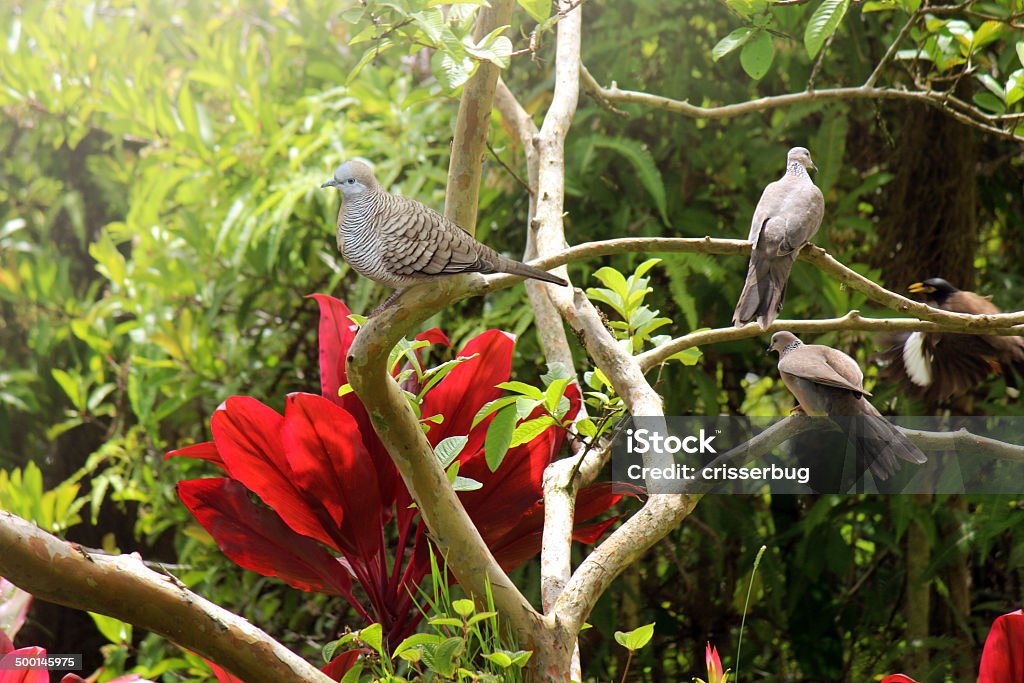 Zebra Colombe nella foresta pluviale tropicale) - Foto stock royalty-free di Albero