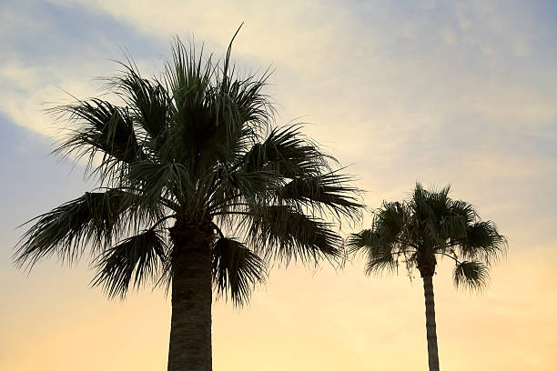 istock Tall palm trees against beautiful sky 500146499