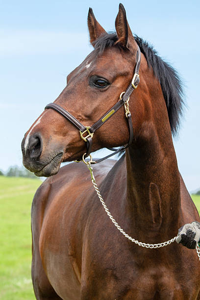 istock Portrait of Trakhener mare 500146991