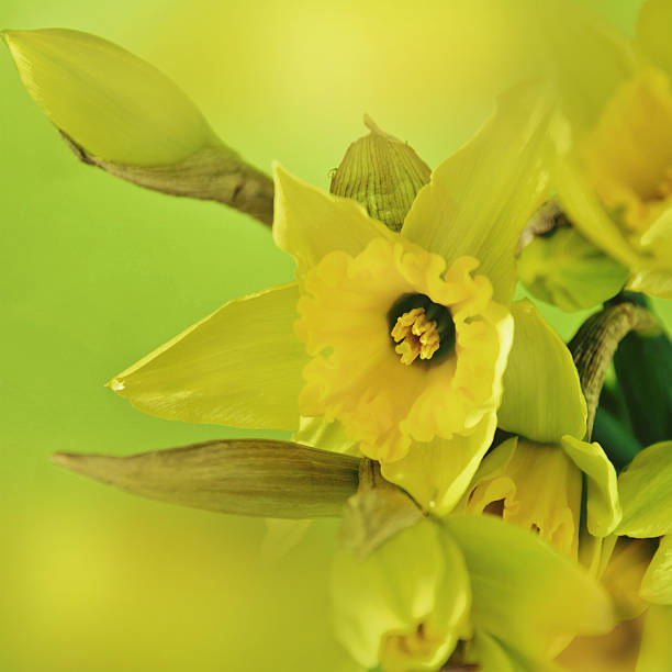 istock Beautiful fresh narcissus flowers 500148201