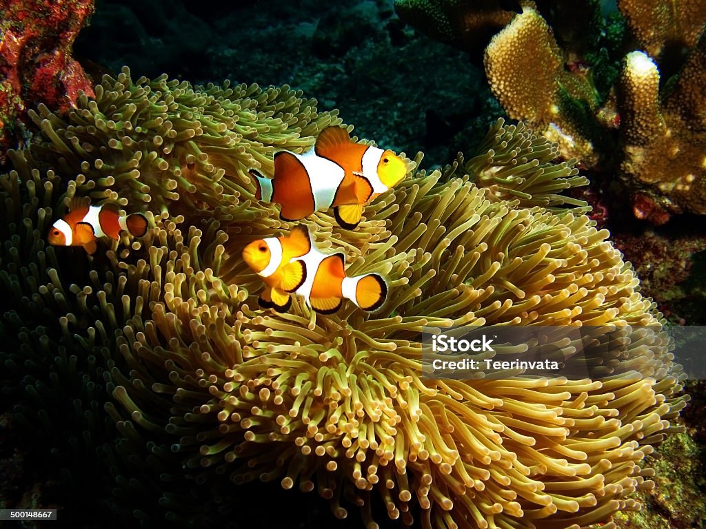 Anêmona família Nemo proteger sua casa - Foto de stock de Amphiprion Percula royalty-free