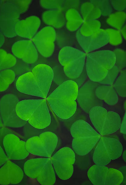 istock Green leaves of shamrock background 500148941