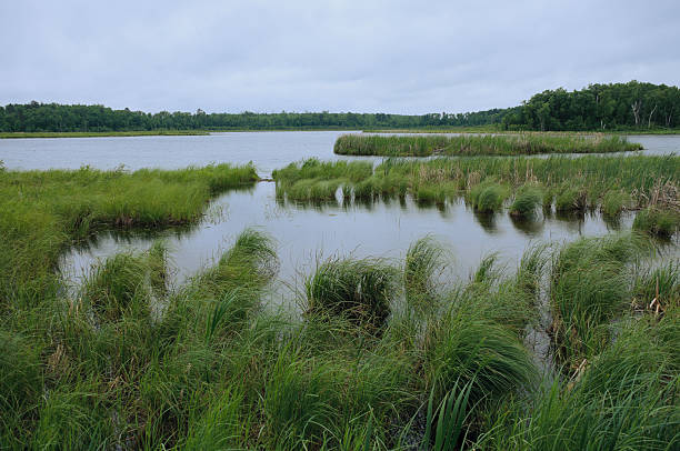 Rice Lake near Breezy Point stock photo