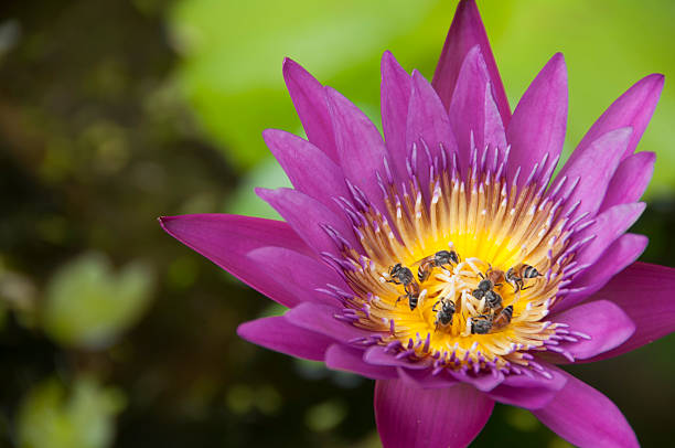 Purple water lily with honey bee. Purple water lily with honey bee. nymphaea stellata stock pictures, royalty-free photos & images