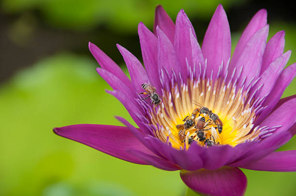 Purple water lily with honey bee. Purple water lily with honey bee. nymphaea stellata stock pictures, royalty-free photos & images