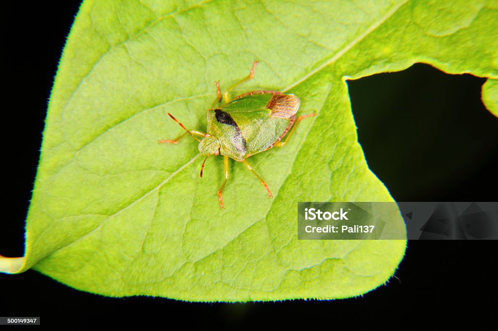 Forest bug.  Hemiptera. - Zbiór zdjęć royalty-free (Bliski)