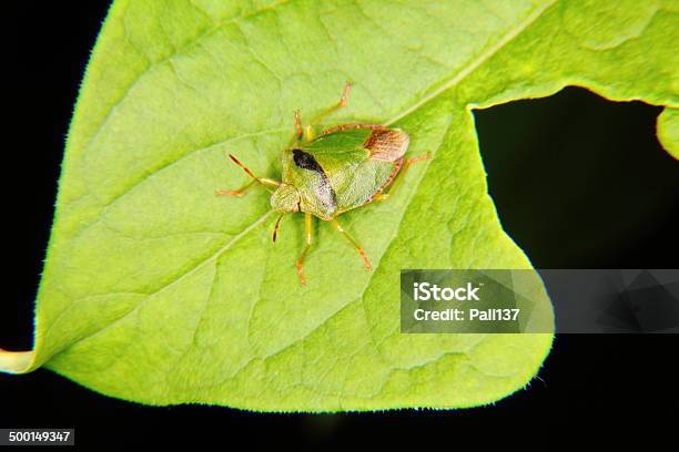 Forest Bug Hemiptera - zdjęcia stockowe i więcej obrazów Bliski - Bliski, Bliskie zbliżenie, Botanika