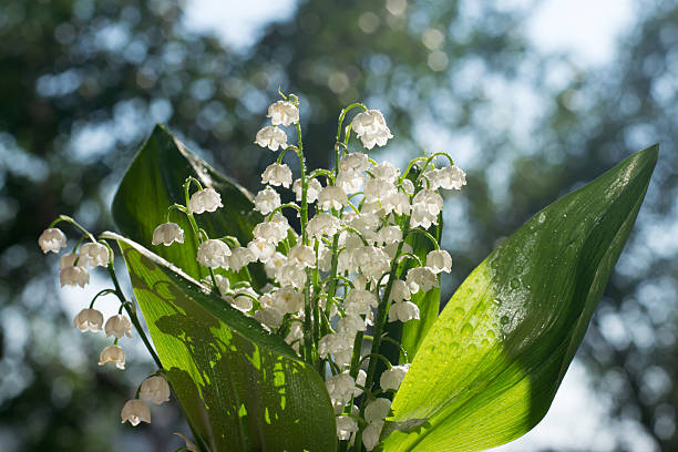 480+ Wet Lily Of The Valley Stock Photos, Pictures & Royalty-Free ...