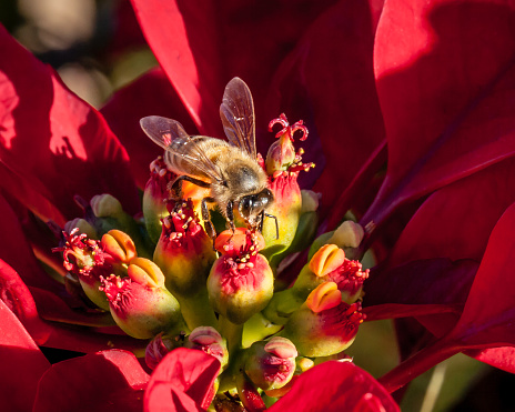 European honey bee (Apis mellifera) gathering nectar from a red Poinsettia (Euphorbia pulcherrima) flower