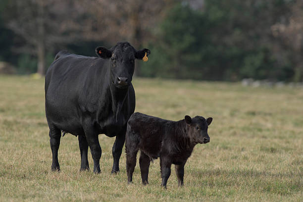 ganado black angus - ternera fotos fotografías e imágenes de stock