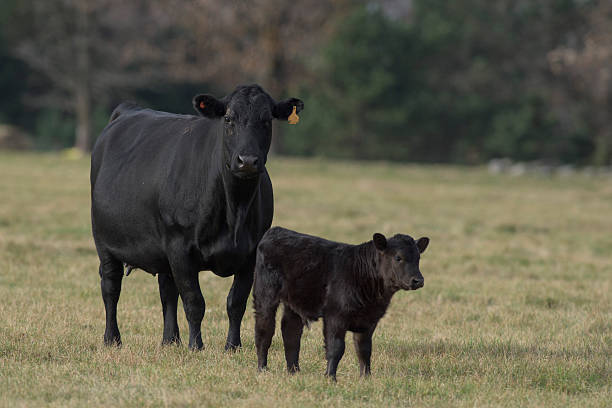 Black Angus Cattle A Black Angus Cow and calf calf stock pictures, royalty-free photos & images