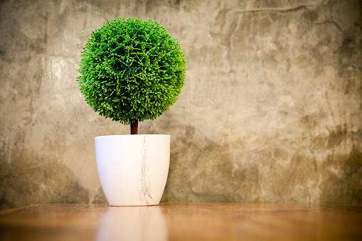 artificial small tree in a white flower pot with retro cement wall.