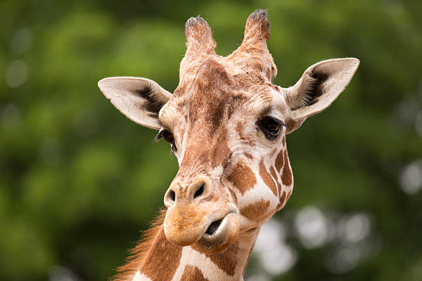 istock Portrait of Giraffe 500156882