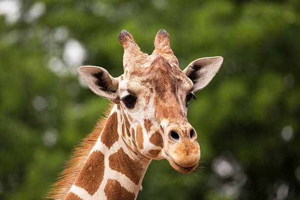 istock Portrait of Giraffe 500156944