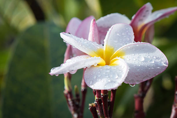 white and yellow Plumeria (frangipani flowers) with raindrop
