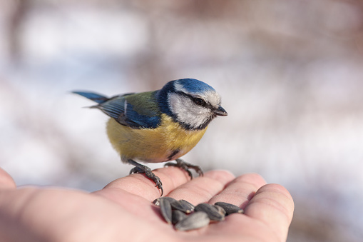 bluetit on a hand of the person