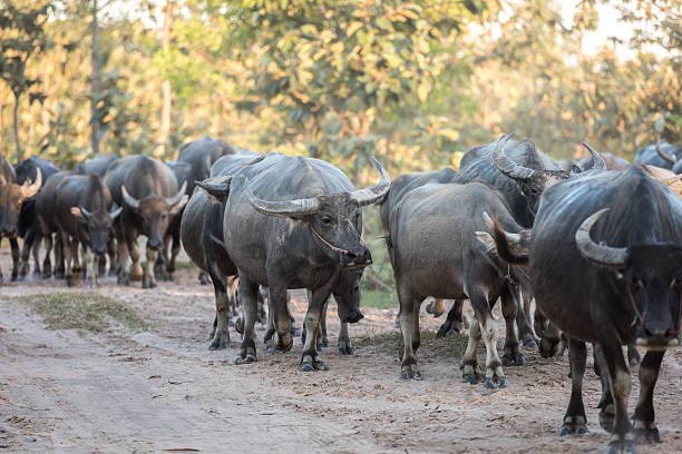istock buffalo is going back to the corral 500157766