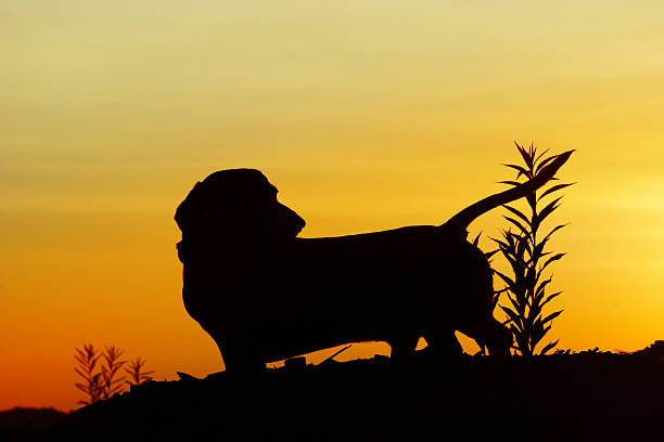 istock Daschund dog (Teckel) looking at orange sunset 500157811