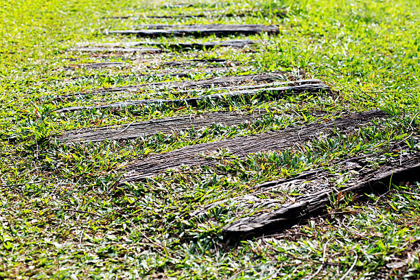 Wooden Walkway in a Lush Tropical Garden