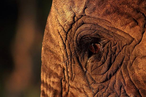 istock Eye of a gentle Giant 500158191