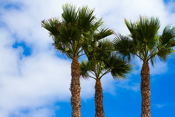 istock Three Tall Mexican Fan Palm Trees Against Blue Sky 500158391