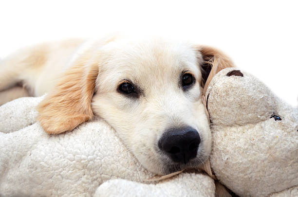 istock Golden retriever puppy 500158467