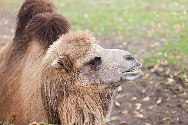 Portrait of camel 
