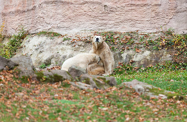 Two polar bears (mother and son)