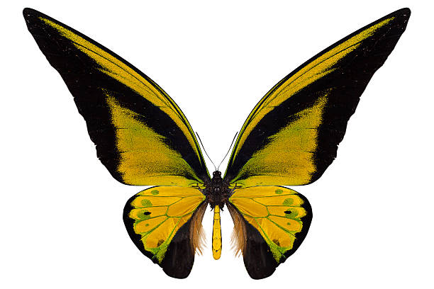 istock beautiful butterfly isolated on white 500158933