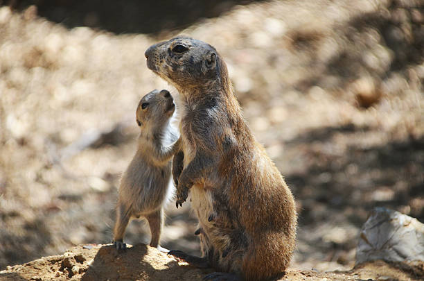 istock Prairie dog and baby 500159011