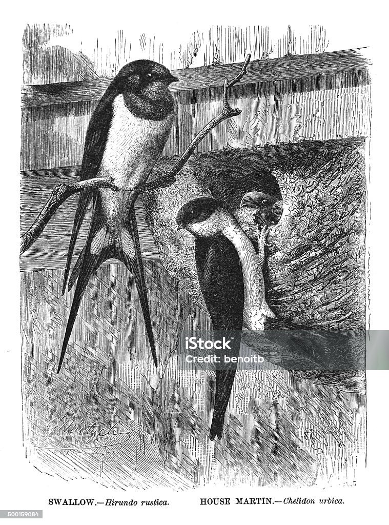 Swallow and House Martin Swallow and House Martin  19th Century Style stock illustration