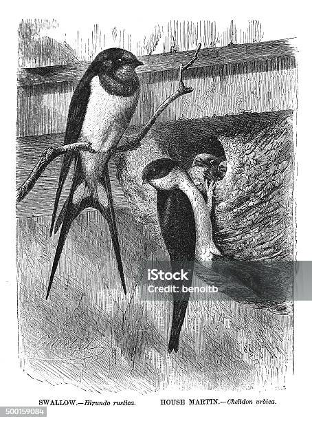 Swallow And House Martin Stock Illustration - Download Image Now - 19th Century Style, Animal, Animal Nest