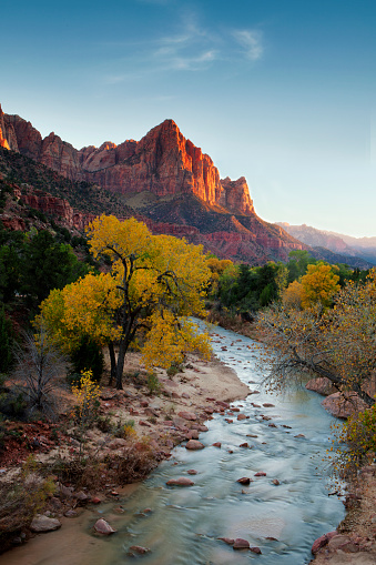 Low, angled light from a setting sun illuminates the side of Zion National Park's iconic Watchman in autumn. Golden cottonwoods line the Virgin River.