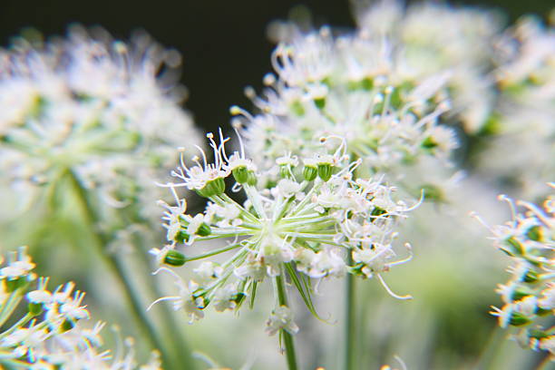 신선초. 야생화. - angelica astrantia nature season 뉴스 사진 이미지