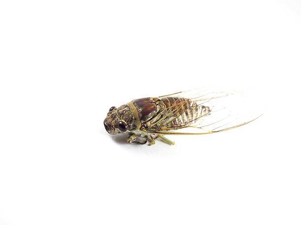 istock Cicada, big eyes, body insect 500161506