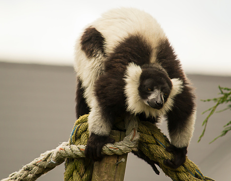 Black and white ruffed lemur on a rope in a zoo.