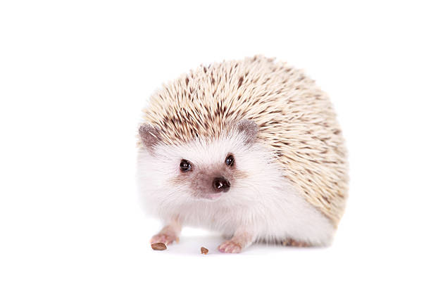 istock Domesticated hedgehog or African pygmy 500162129