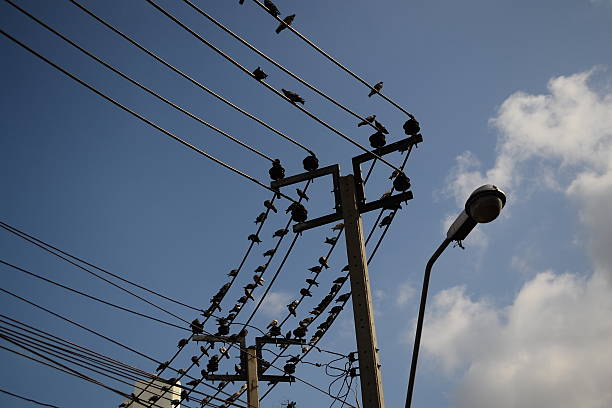 istock electricity post and the bird 500162927