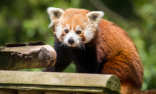 Red panda standing on tree logs.