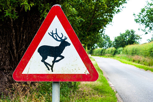 istock Road side warning motorists deer crossing 500163239