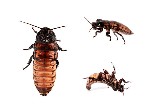 madagascar sifflement cafard sur blanc - cockroach hissing ugliness insect photos et images de collection