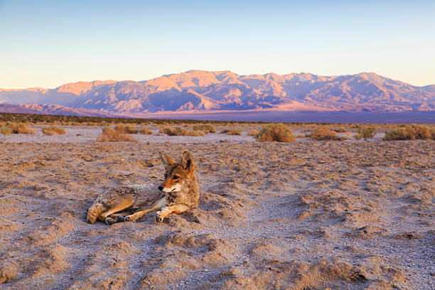 закат над национальный парк долина смерти - coyote desert outdoors day стоковые фото и изображения