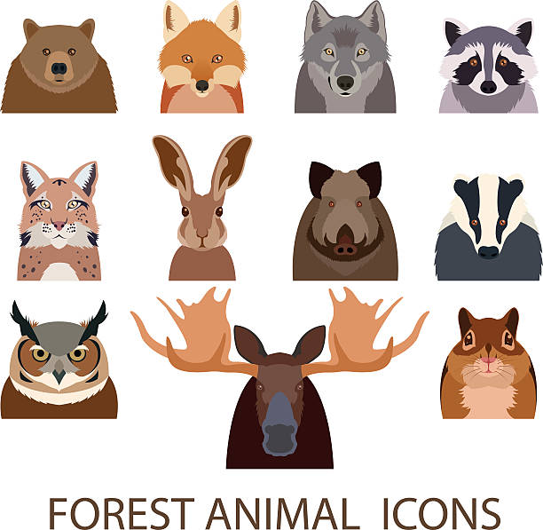 Forest animal flat icons Vector image of set of forest animal flat icons badger stock illustrations