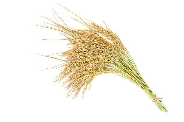 istock Paddy rice, rice grain yield or Golden rice spikes 500170864