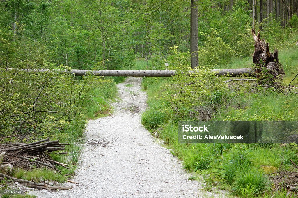 Danger Road blocked by tree. Dirt Road Stock Photo