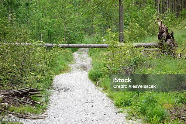 Danger Stock Photo - Download Image Now - Dirt Road, Fallen Tree, Falling