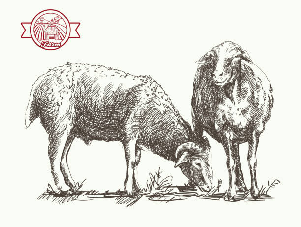 ilustrações de stock, clip art, desenhos animados e ícones de a criação de ovinos desenho - jumbuck