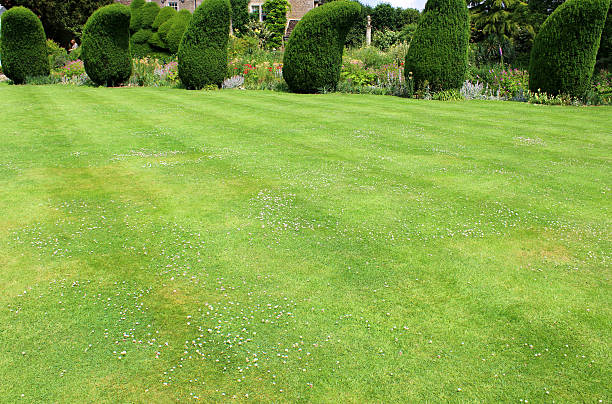 istock Image of green lawn with stripes, clipped topiary yew trees 500174017