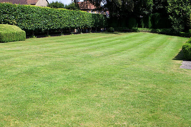 istock Image of green garden lawn with stripes, lime tree hedge 500174019
